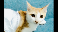 为什么男朋友以“你自己要养的猫就必须自己铲猫砂”为理由，拒绝我买自动猫砂盆并表示买了也挂闲鱼上卖出去？