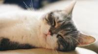 为什么主人听到猫咪「咕噜咕噜」的声音会觉得很治愈？