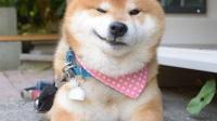 杰克罗素  德国猎梗  英国斯塔福  澳洲牧牛犬哪个适合城市伴侣犬?