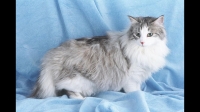 如果猫比人类大十倍，我们的生活会是什么样子？