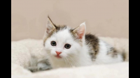 猫猫要进卧室的时候关上门，把它关在门外，猫猫会难过吗？