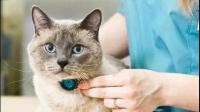 猫尿怎么彻底去除？