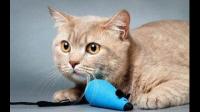 马上要接一只两个多月的小猫咪回家了，第一次养猫，请问关于养猫有什么建议和忠告吗?
