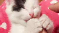 猫为什么老是喜欢闻人的脚，不觉得人的脚臭吗？