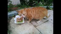 怎样判断来领养猫猫的人是不是真的爱猫？