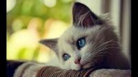 投喂流浪猫，小区一直有人恶意在上面浇水！有什么方法可以制服它这个畜牲不如的行为！?