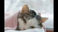 被冠状病毒感染的猫咪会是什么症状，会自愈吗？