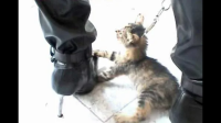 反对虐猫的人是不是都很偏激?