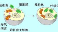线粒体怎么知道自己要复制多少个的?