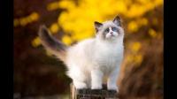 缅因猫，布偶猫和西伯利亚森林猫哪个比较好养？