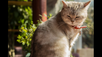 如果你能跟你的猫对话，你想跟你的猫解释什么事情？