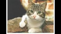 为什么有些人会在养猫几年后，才突然发现自己「猫毛过敏」？