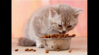 为什么家养的猫咪喜欢把喂给它的食物叼走到另一个地方去吃呢？