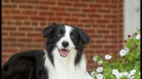 边牧犬真的聪明吗？