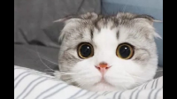 折耳猫的软骨病可以通过繁育完全规避掉吗？有猫舍说自己繁育的猫没有病。?