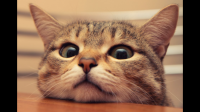今天给公猫做了绝育，回家后小母猫就一直哈他！以前两只关系都蛮好的…为什么会酱紫？怎么调解呢？