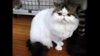猫咪呕吐，一天吐3.4次，都是黄水，加泡泡，今天吐的里面有少量红色的粘稠物，给喂了益生菌，都吐了？