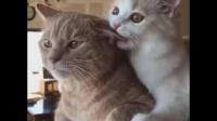 流浪猫把它的孩子叼到我的面前是什么意思，是想让我带它们走吗？