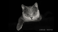 有没有洗衣机去处猫毛的好方法？