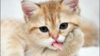 如果公猫曾多次跑出门过，绝育之后还会想出门吗？