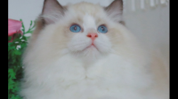 我养的猫不会喵喵叫，只会啊啊啊地叫，或者嘎嘎地叫，急眼的时候才会冒出几声嗷嗷嗷的叫声，这是因为它妈妈没教它么？