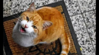 猫咪为什么会发出咕噜声？是想给铲屎官表达什么？