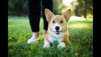 如何看待河南郑州严查未拴绳犬只？