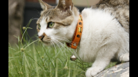 为什么反对虐猫的人，经常会被说成“爱猫人士