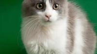 渴望(猫粮品牌)最近出了什么事？