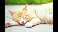 猫咪便血吃什么猫粮可以改善？