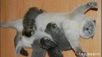 猫生孩子时需要接生吗？