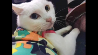 什么时候你发现猫咪很聪明?