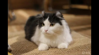 被遗弃的猫会觉得难过吗？