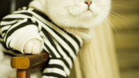 喜欢猫的男生喜欢怎样的女生？