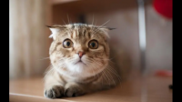 猫咪去世前会知道自己要死了吗？