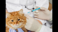 猫咪都需要打几针疫苗什么时间？