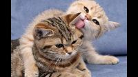 猫咪之间相互舔毛到底是一种怎样的情感交流