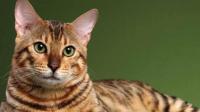 同时养阿比西尼亚和孟加拉豹猫是什么体验？