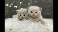 猫猫生孩子的时候铲屎官能帮到它什么？