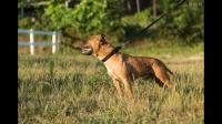 国家既然这么大力的处理禁养犬流浪犬，为什么不直接把繁育这些禁养犬的犬舍给查封了呢？