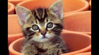 大家第一次养猫的时候都期待自己有个什么样的喵主子？