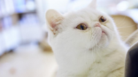 有一只小猫咪被困！我该怎么办！？