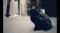 黑猫真的可怕吗？你们喜欢黑猫吗？