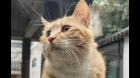 日本的流浪猫为什么都很胖？
