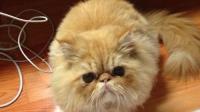 宠物猫咪究竟能不能放养？