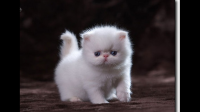 拥有一只不常见品种的猫是怎么样的体验？