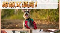 朝九晚五的人养什么狗好？