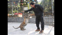 如何向孩子解释为什么老虎不咬饲养员呢？