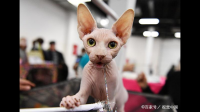 猫咪可以像狗一样带出去散步吗?