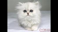 你的猫做了什么让你觉得它听得懂人话？